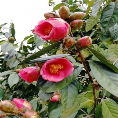 200亩浙江红花山茶种植